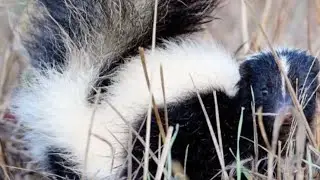 Beware of skunks during mating season in the Ozarks