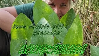 Arrowhead: aquatic wildflower