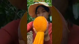 Cutting ripe mangoes from the tree 🥭🌲 | #shorts #shortsfeed #shortvideo #trending #youtubeshorts