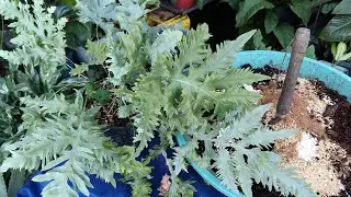 Helecho azul (sustrato para trasplante). eloasisdesonia.