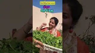 12 Winter Vegetables to Grow in September | सितंबर में शुरू करें 12 सब्जियां #shorts