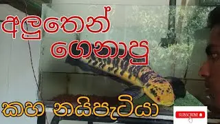 අලුතෙන් ගෙනාපු නයි පැටියා 🐍|yellow sentarum  #aquamonster 