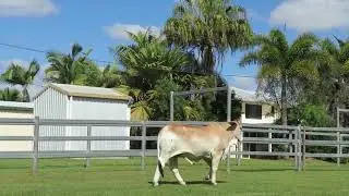 LOT 15   Females of the Future Sale 2022