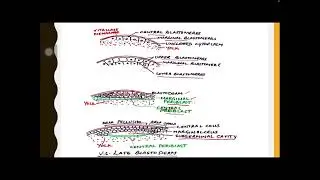 Cleavage and Blastulation in Chick Embryo