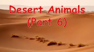 Types of Desert Animals Part 6