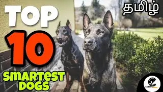 Top 10 intelligent dog breeds | smartest breeds | canine empire | தமிழ்