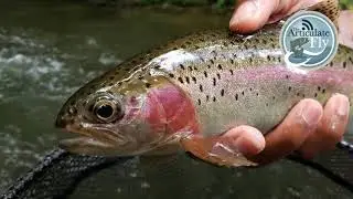 S1, Ep 45: WNC Fishing Report with the Nantahala Sasquatch