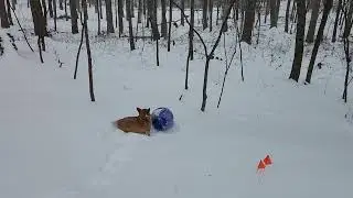 Just a Corgi & his Jolly ball