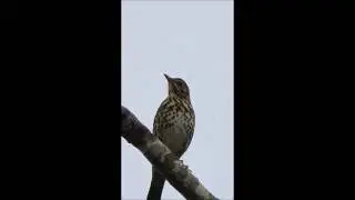 The Song of a Thrush.2. By Brian Hunter.Landscape Artist.NZ.(c)