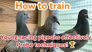 How to Train Young Racing Pigeons 🕊️ Effectively | Proven Techniques 🏆