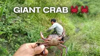 Catching giant crab 🦀🦀#mudcrabs #crab