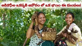 Aadivasi Tribes Traditional Food habits| Tega dumpalu (తేగ దుంపలు)| Madhu a Tribal Girl| Recipe|