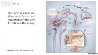 Drug interactions involving ACE inhibitors or ARBs and potassium-sparing diuretics
