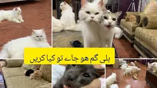 Cat agr gum ho jaye to kia Karen || A day with all my cats