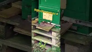 Bienen Glantal. #zinnisabenteuer #kreiskusel #glantal #glan #bee #bienen #imkern #honig