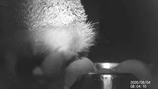 hedgehog closeup
