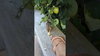 Tomatoes need more time, peanuts are my snack for now #chipmunk #friendly #cute #parkchipmunk