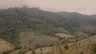 Mu txom nyuj kav maiv kav maum