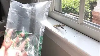 Can Mantis Hear? Popping Air Bags To See If Mantis Hears it