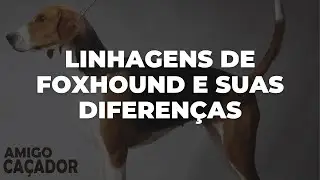 LINHAGENS DE FOXHOUND E SUAS DIFERENÇAS  | Dica #142 | Amigo Caçador - Rogério Amaro
