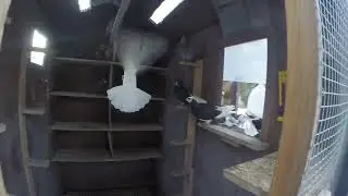 Update on birds and weather