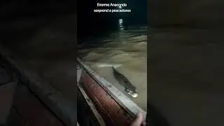 #bolivia ENORME SICURI SORPRENDE A PESCADORES  sicur&iacute; (Anaconda) merodeando cerca de ellos.#Beni