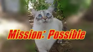 Cat's Special Mission: Possible? #cutecat #funnykittens