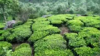 Tea Plantation, Munnar, Kerala India