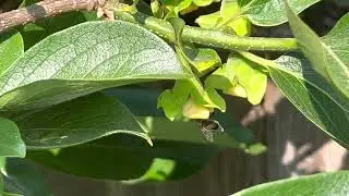 Honey Bee  pollinating my Nikitas Gift Persimmon  🌱 🌼🐝