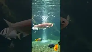 The Magical Silver Fish Beneath the Waterfall 🐟🌊 | Bengali 4K Fantasy Short Story#shortvideo