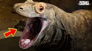 7 Most Dangerous Lizards and Turtles on Earth
