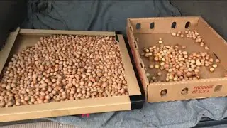3F: 1 Year Day 231 - Hazelnut Harvest Update - Drying Stage
