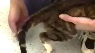 nervios, craneales, o pares en, veterinaria