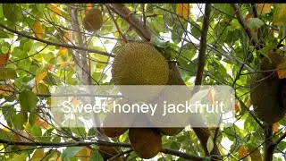 So Satisfying! sweet honeyJackfruit !                | VanTrangVlog |