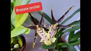 #орхидея_Брассия 🔥 #цветение, наблюдения, выводы