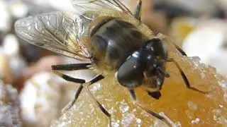 Dronefly - Eristalis pertinax - B&yacute;sveifa - Sveiffluga - Flugur - Kvenfluga - Skord&yacute;r