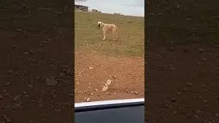Dancing Farm Dog on traditional Arabic music