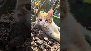 #рек #youtube #youtubeshorts #city #trending #trendingshorts #recommended #reels #yt #котики #тренд