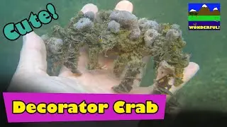 Hong Kong Marine Invertebrates - Decorator Crab !   (裝飾蟹)