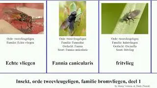 Insekt, orde tweevleugeligen, familie bromvliegen, deel 1 insect subtilis stimulator nitida Culex
