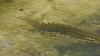 Newts mating Dance ---by Yasmin