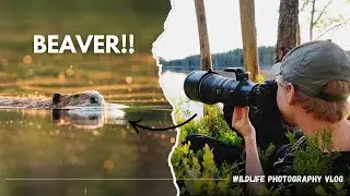 Wildlife Photography in Finland I Photographing Beavers Under the Midnight Sun