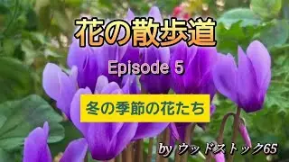 冬の彩りの花