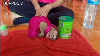 Tiny Monkey Janny screaming cry angry on Mom  / Janny fear of the Mom leaving her alone