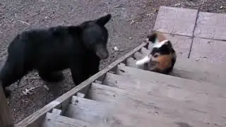 Badass cat scares away bear