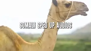 timo sadaraley - cali dhaanto [sped up]