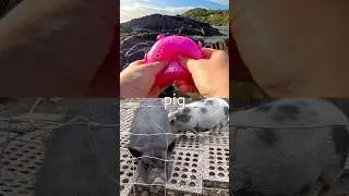 Kids Learn | Animal Names at the Rock Pool: Pig Kangaroo Frog Oryx Tortoise