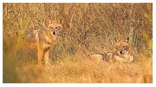 Golden Jackals, Black Kite attacking stork & Gull Fishing | Epic Wildlife Day in & around Sultanpur