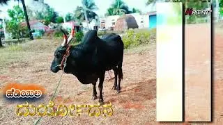 ಹೆಡಿಯಲ ದುರ್ಯೋದನ New Entry🔥✨#bull #love #kannada 