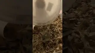 My hamster loves eating 🐹 #asmr #largehamstercage #pets
